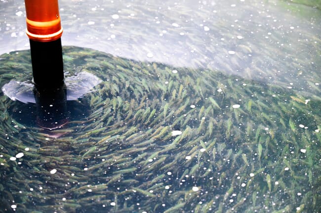 A tank full of small fish.