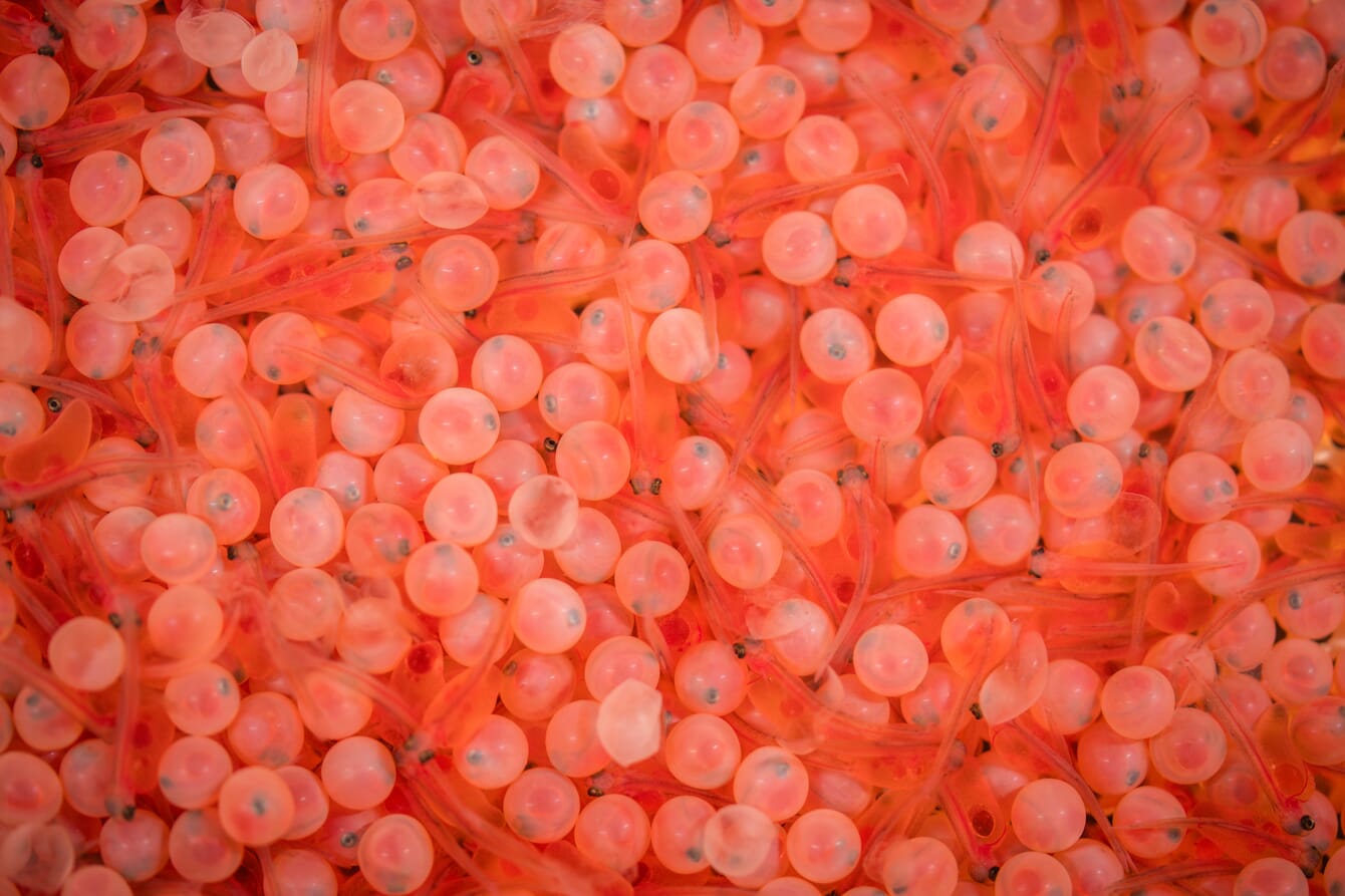 Fish eggs.
