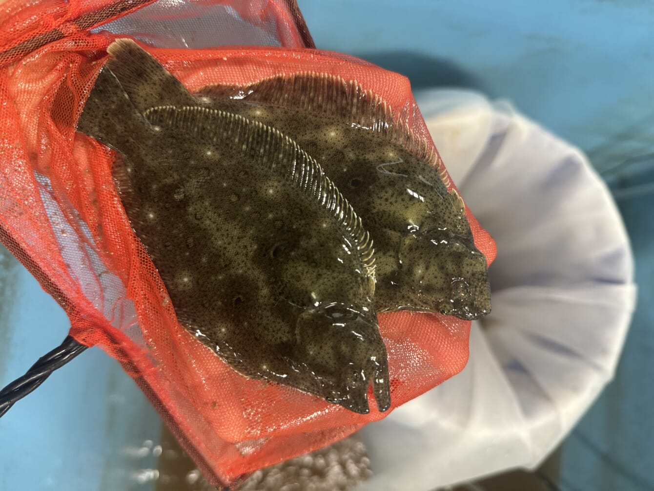 Two flatfish in a net.