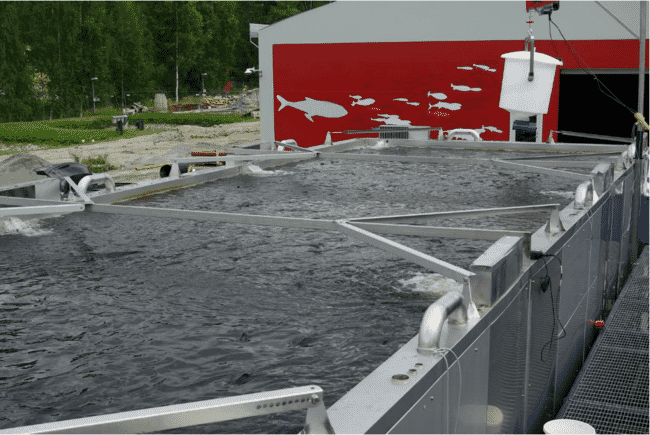a tank-based fish farm