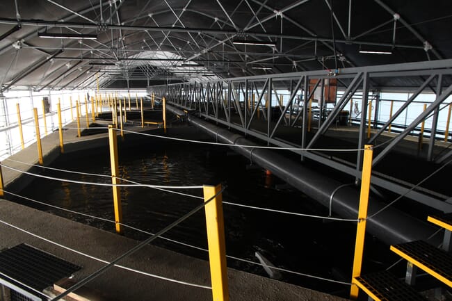 The inside of an indoor fish farm.