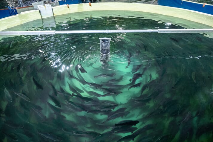 salmón nadando en una piscina de recirculación cubierta