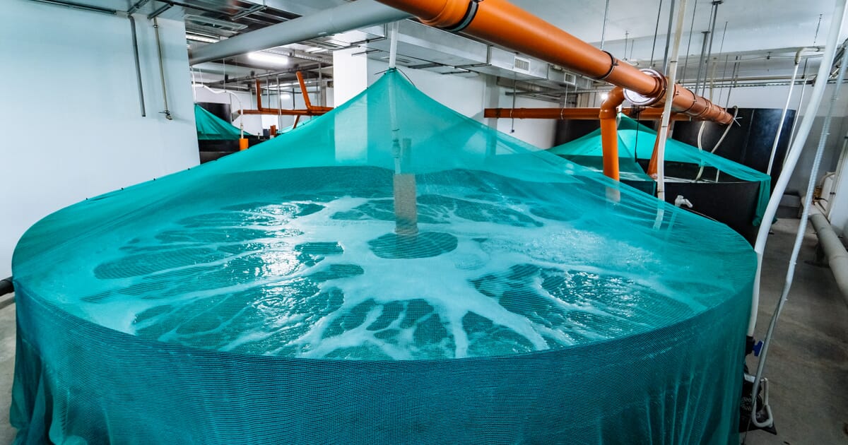 Is your water disinfectant compatible with your RAS biofilter? | The ...