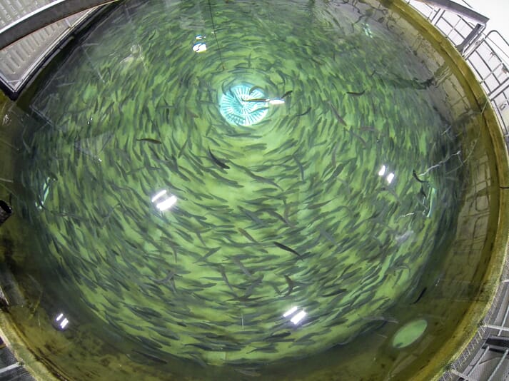 peces nadando en un sistema de recirculación