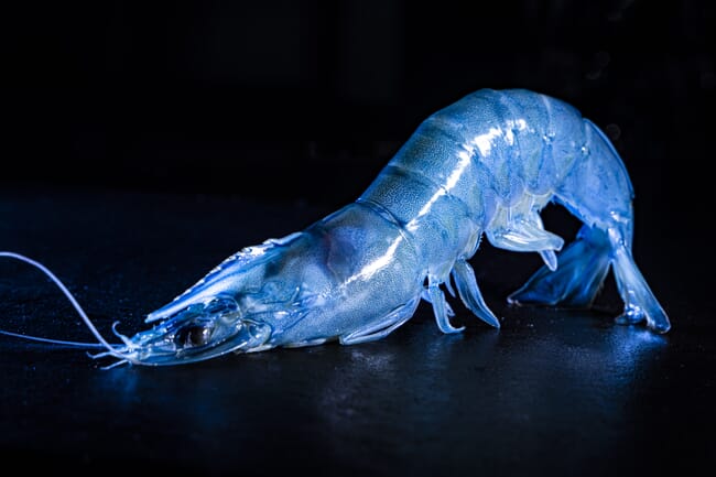 A single shrimp lit up by a UV light against a black background.