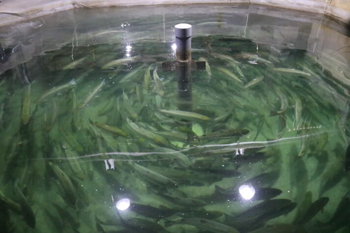 juvenile salmon swimming in a RAS tank