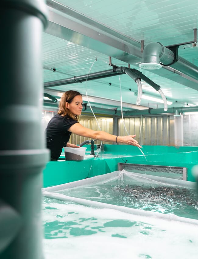 Persona que alimenta a los peces en una instalación RAS