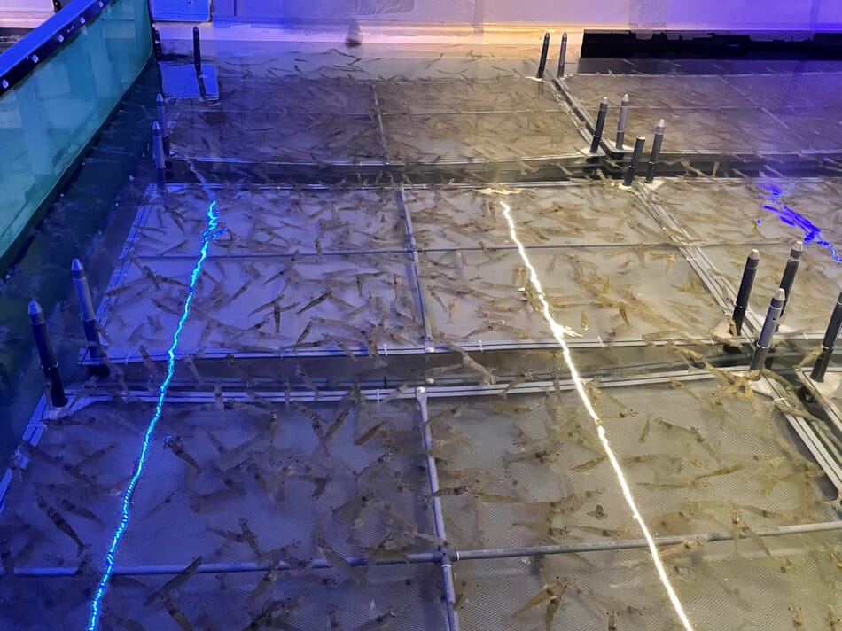 Germany’s clearwater shrimp RAS champion | The Fish Site