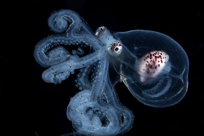 An octopus larva underwater
