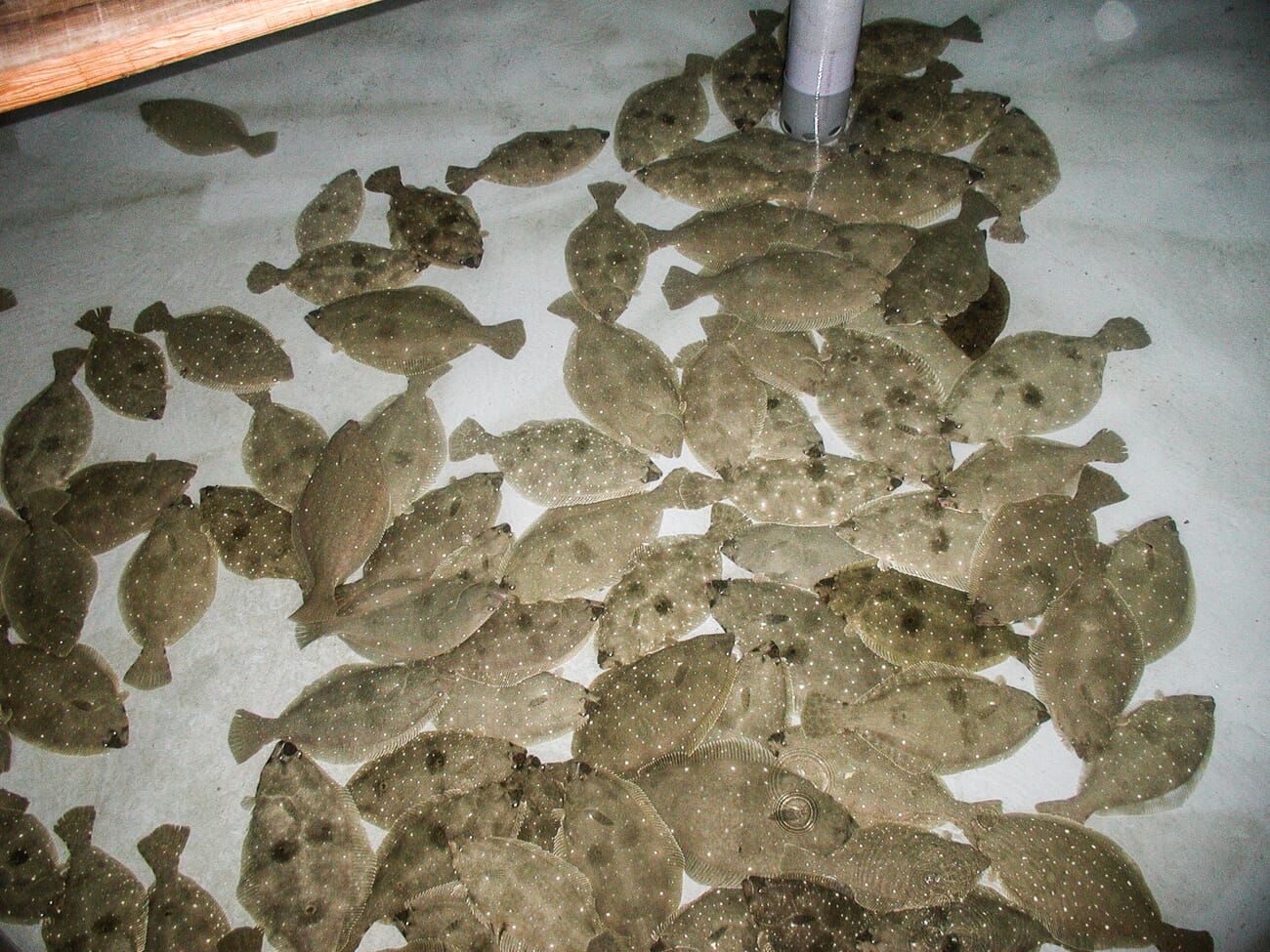 BluGen to open 1,000 tonne olive flounder RAS in South Korea The Fish