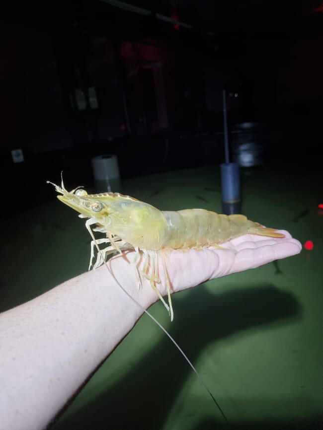 a person holding a large shrimp