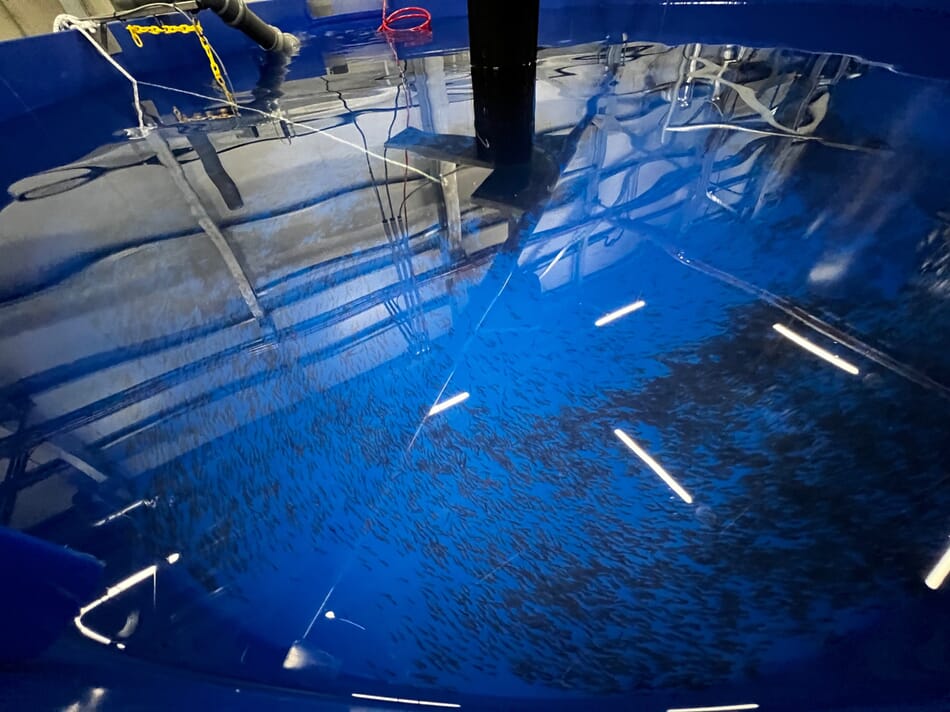 66 million loan sees Proximar Seafood’s Japanese salmon RAS move