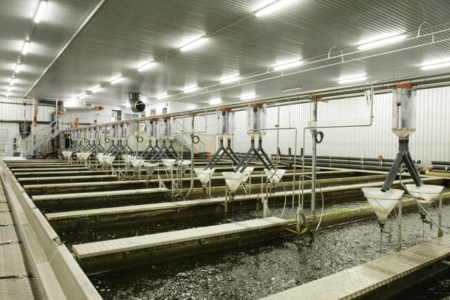 An indoor fish farm.