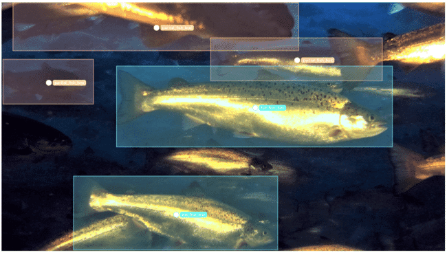 salmon being scanned by an AI