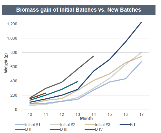 Graph comparing the biomass gain of new batches (BI to BIV) with the initial cohorts