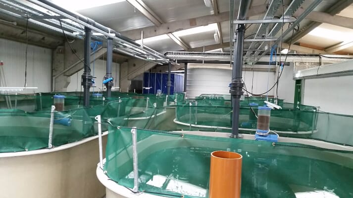 Ireland produced 11,000 tonnes of organic salmon in 2019