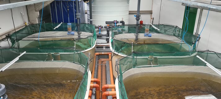indoor recirculating aquaculture system