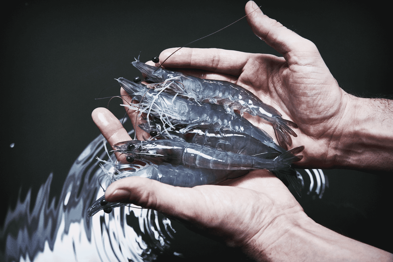 A handful of shrimp.