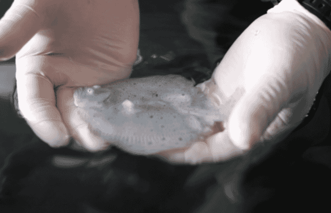 Person holding a juvenile turbot