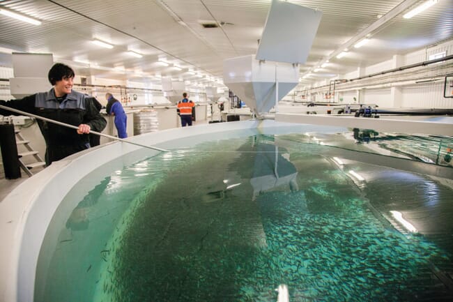trout swimming in a recirculating aquaculture system