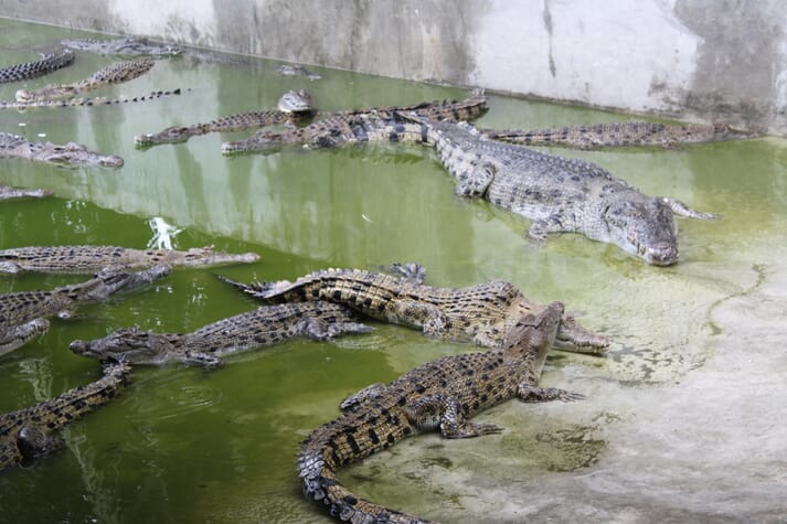 Captive saltwater crocodiles