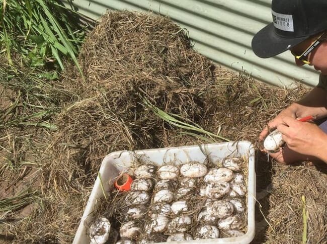 Person collecting crocodile eggs