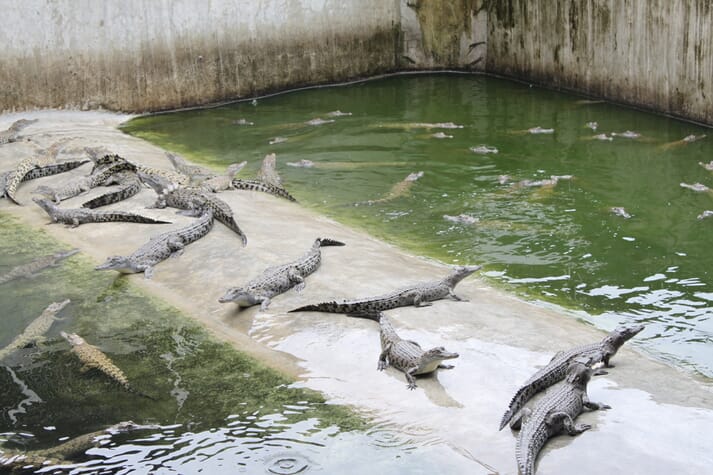 Group of saltwater crocodiles in an enclosure