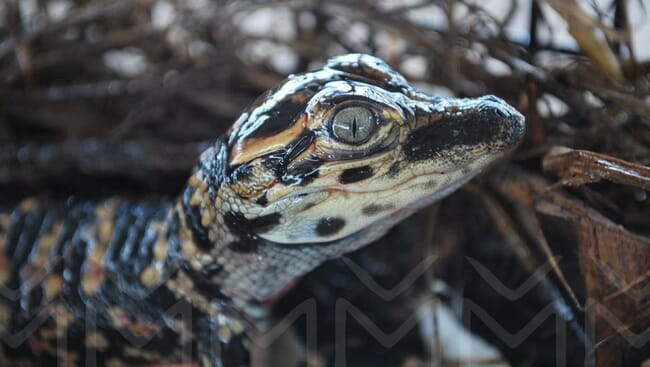 Alligator hatchling