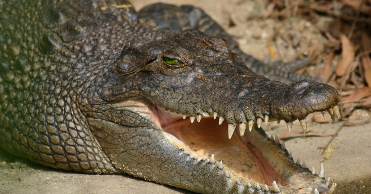 human crocodile skin