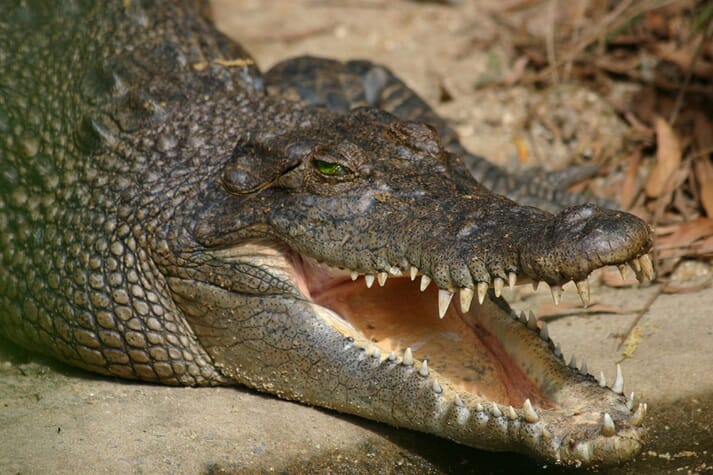 crocodile exhibiting territorial behaviour