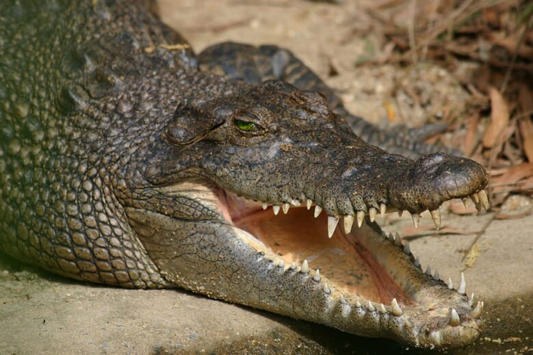 Semi-aquatic aquaculture: a review of crocodile farming | The Fish Site