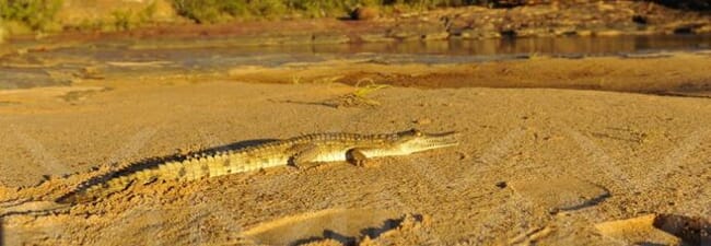 Crocodile building a nest in the sand