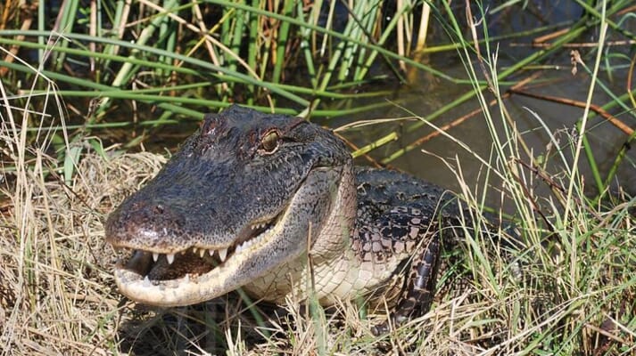 Female alligator near her nest