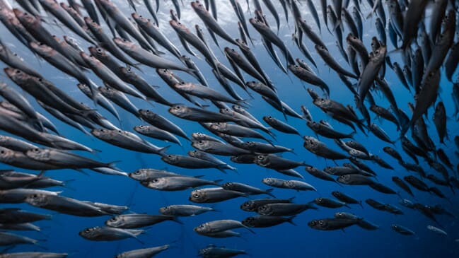 A shoal of sardines.