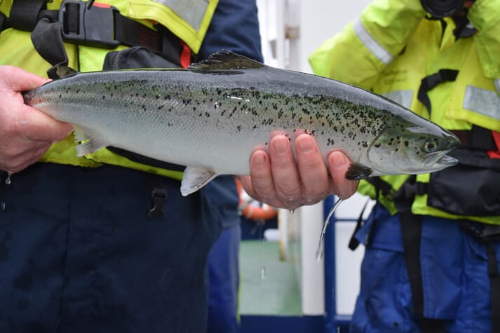 Checking a salmon for sea lice. The parasites cost the Norwegian aquaculture industry over NOK 6 billion a year