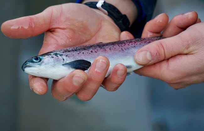 A small fish being held in a hand.