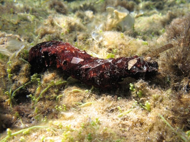 Sea cucumber