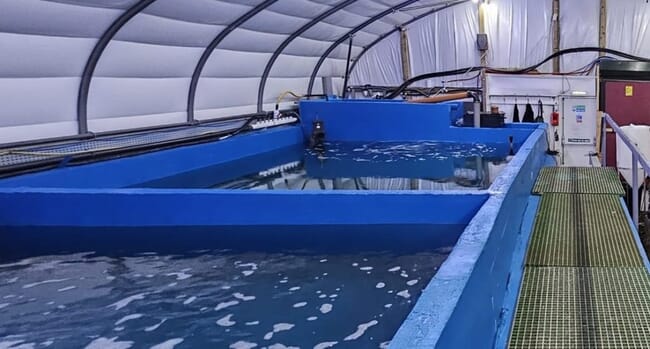 A indoor aquaculture facility in Scotland growing king prawns.