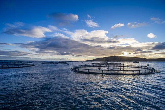 Salmon cages in Scotland