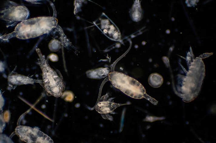 close-up of marine plankton