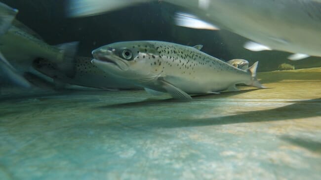 salmon swimming underwater