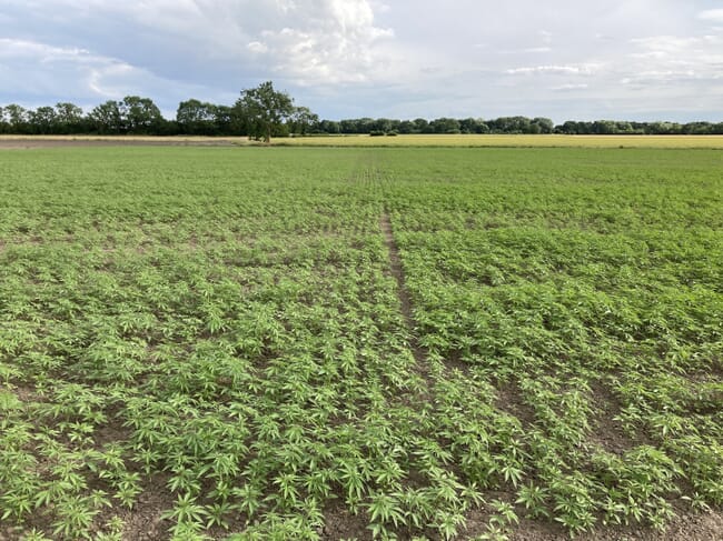 hemp field