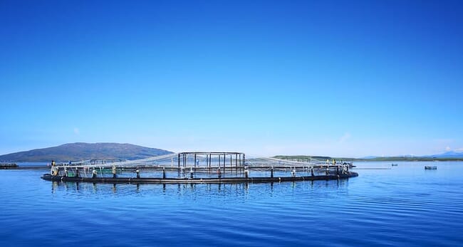 An Atlantic salmon farm on a sunny day in Scotland.