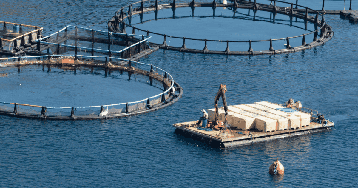 Innovative solutions sought to assess environmental impact of Scottish fish farms Innovative solutions sought to assess environmental impact of Scottish fish farms
