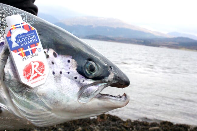 a salmon's head with a label