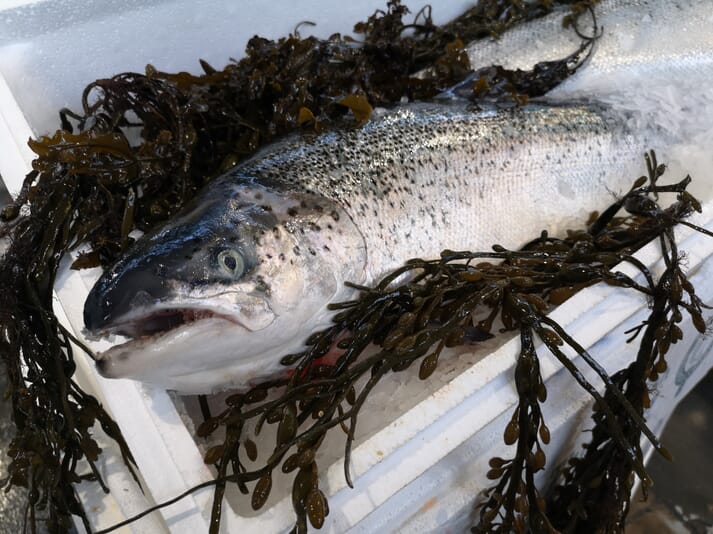 A Scottish salmon, ready for export