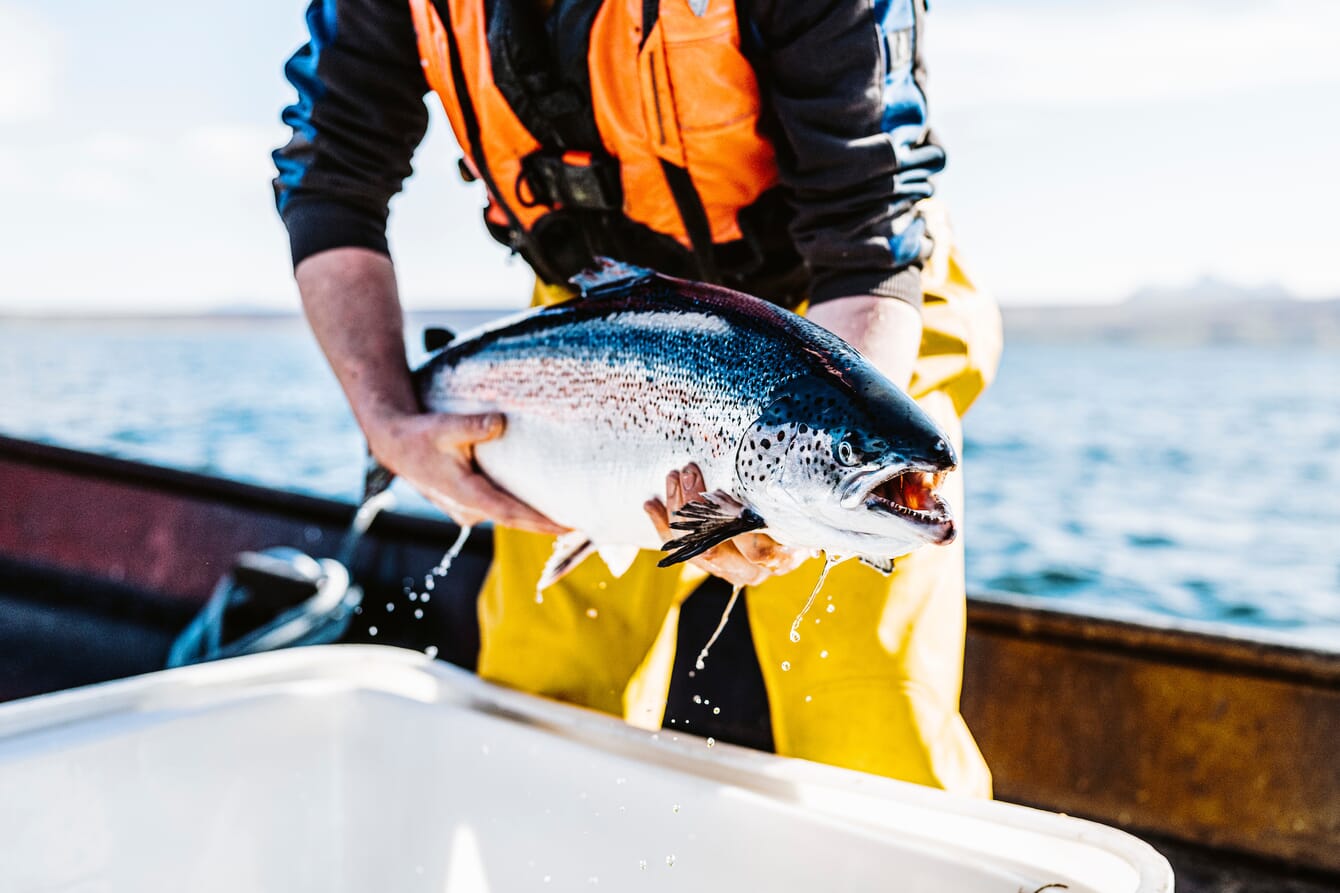 salmon being held out of the water