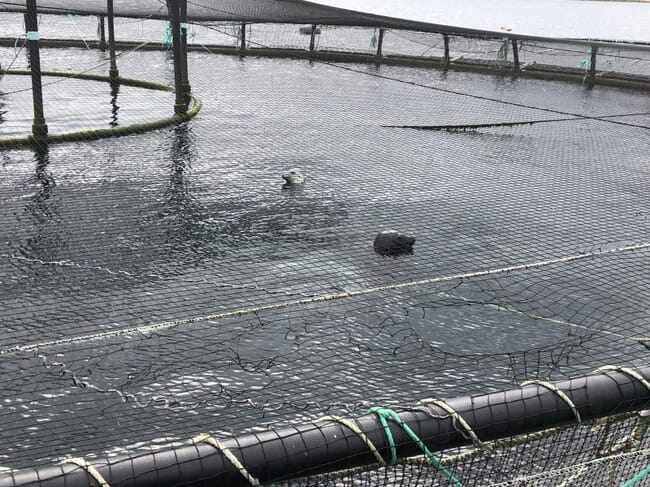seal in a fish pen