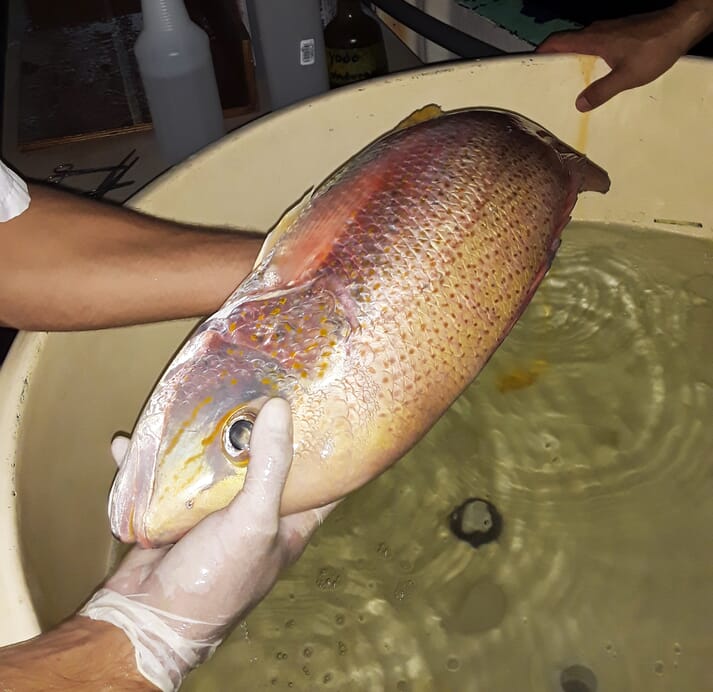 Martec aims to produce 10,000 tonnes of spotted rose snapper a year