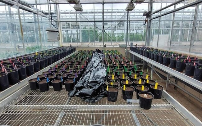 Inside a greenhouse with plants growing using seaweed extracts.